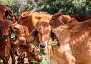 Ferramentas para pesar gado